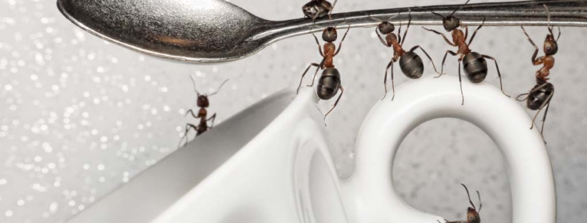 Come eliminare le formiche