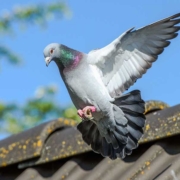 Come allontanare i piccioni dal tetto