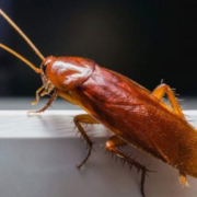 Eliminare gli scarafaggi in casa