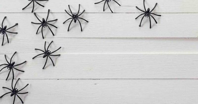 come eliminare i ragni da casa