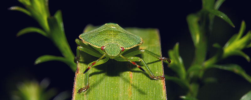 8 modi migliori per tenere lontani gli insetti dalla vostra casa